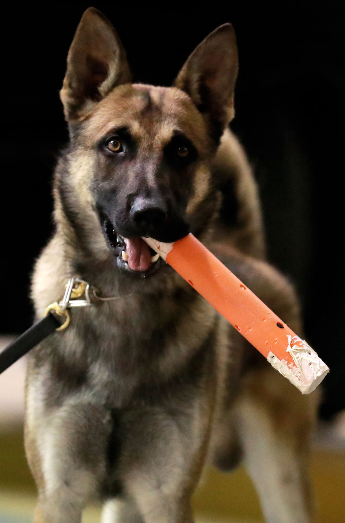 090619_StevensPDDogs006_bjs.JPG